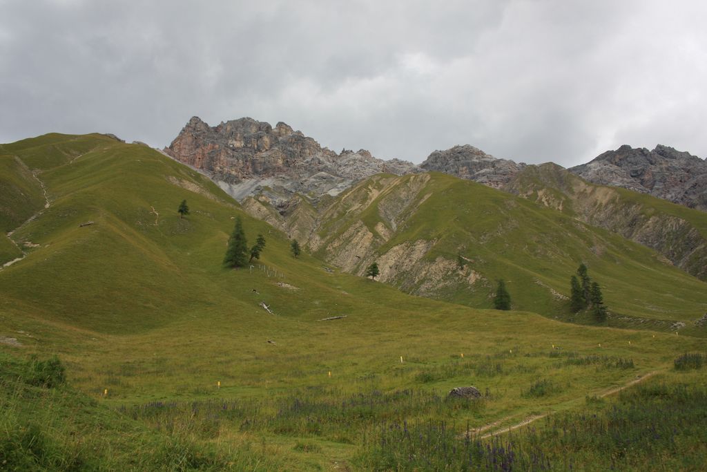 cervi nel parco nazionale svizzero